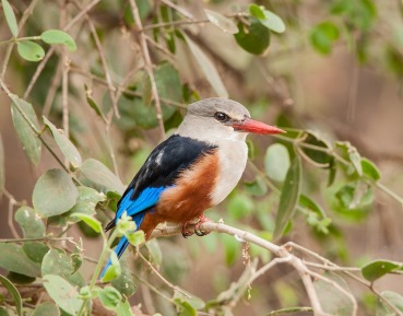 Halcyon leucocephala
