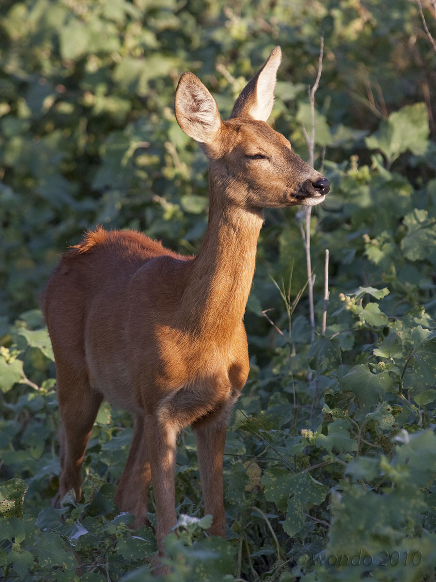 Capreolus capreolus (Roe)