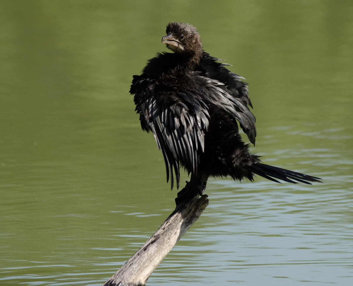Cormorant to the Sun