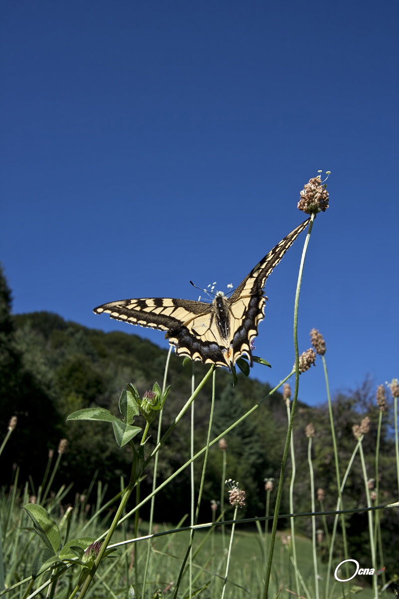 .....mi godo un pò di sole....