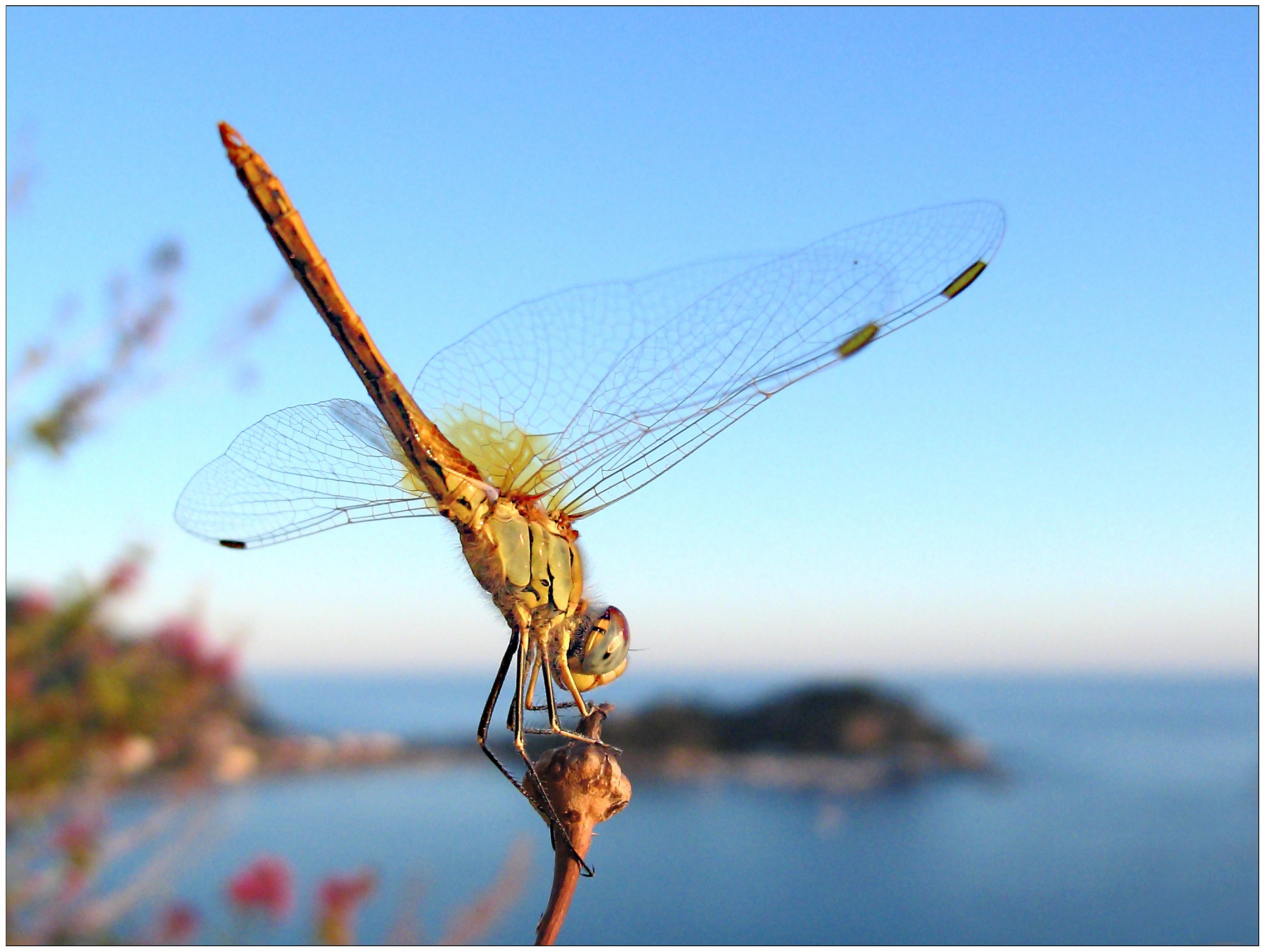 Sestri Levante ... with Dragonfly