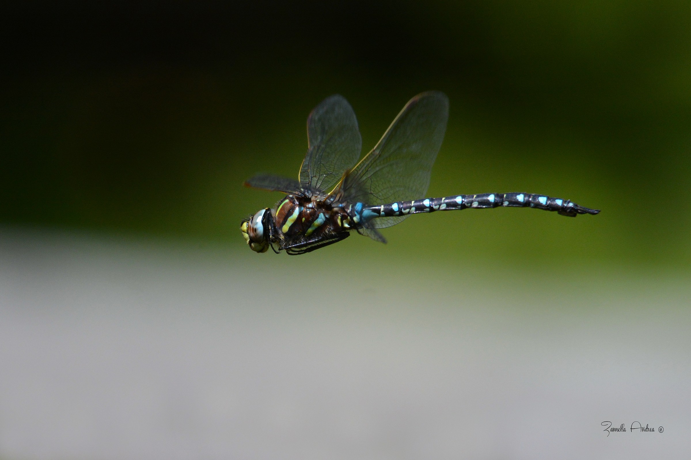 The flight of the dragonfly
