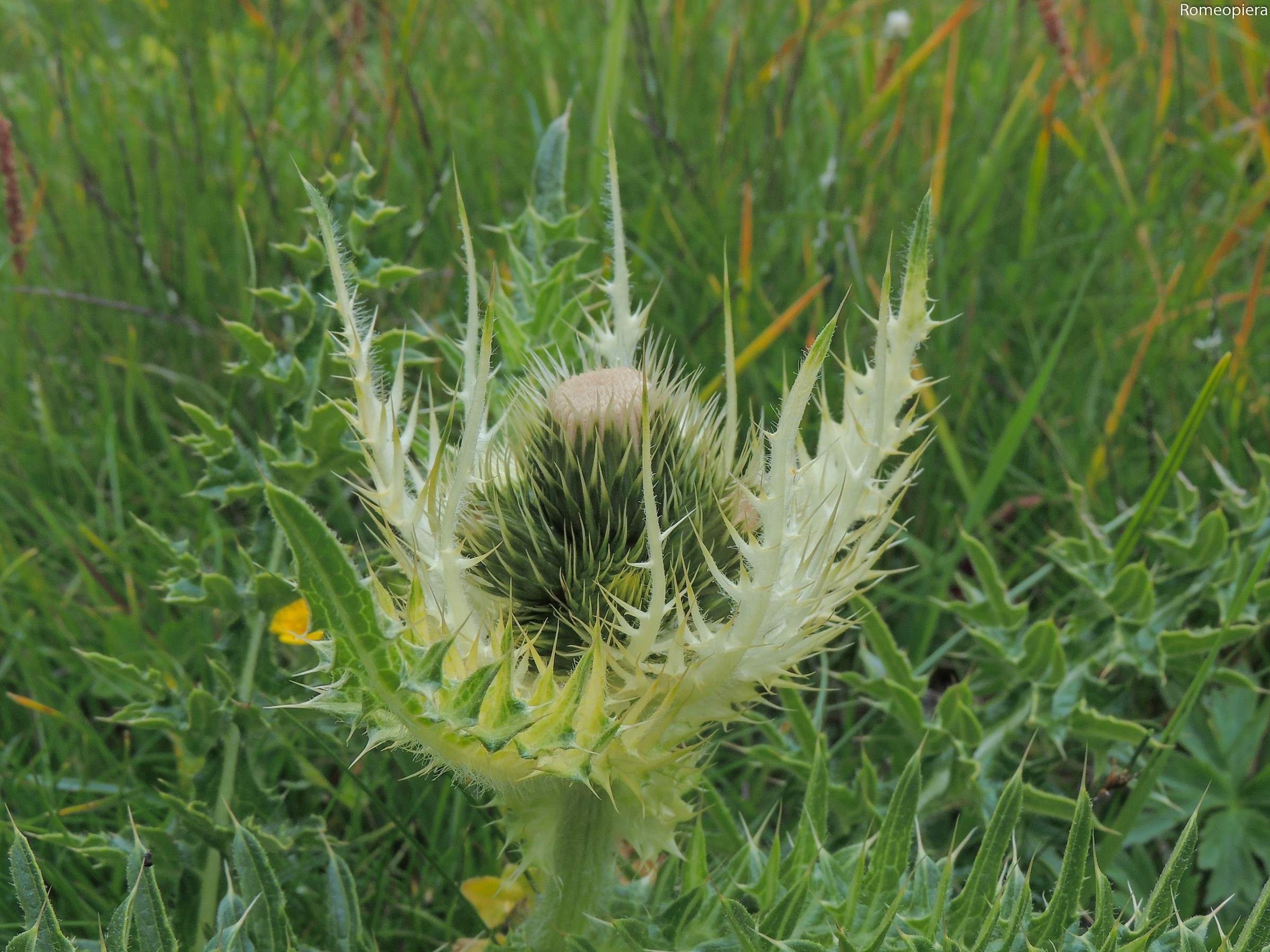Thistle