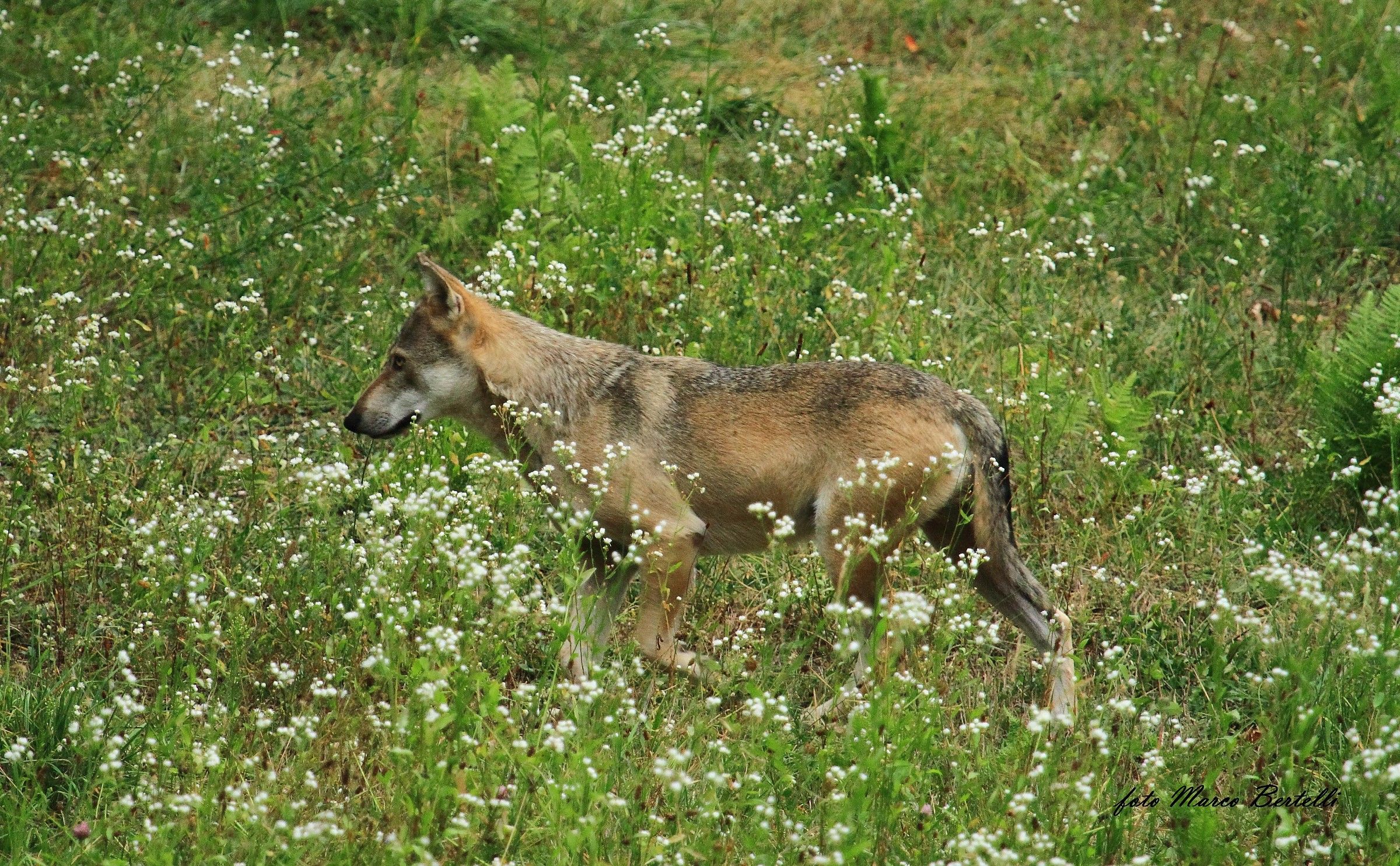 che lusso due assieme!!