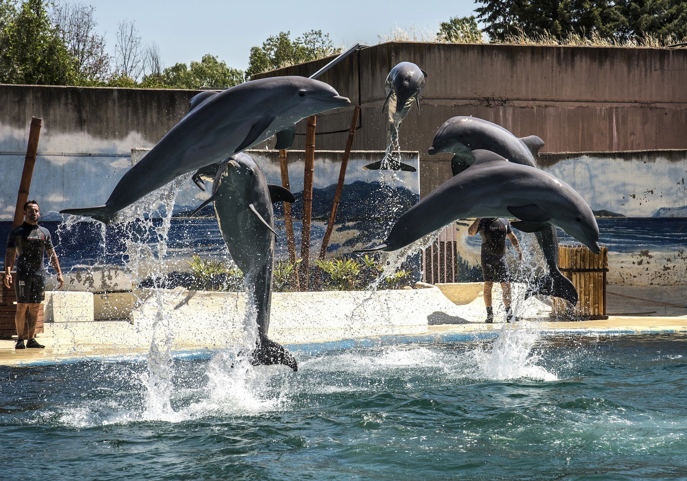 zoo di madrid - defini