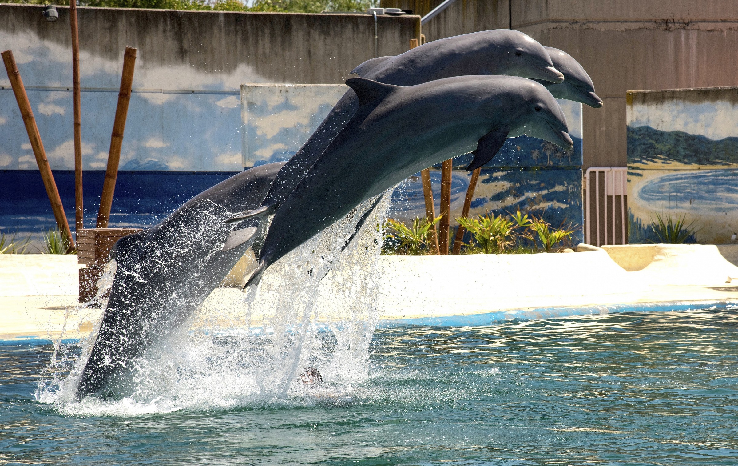 zoo di madrid - delfini