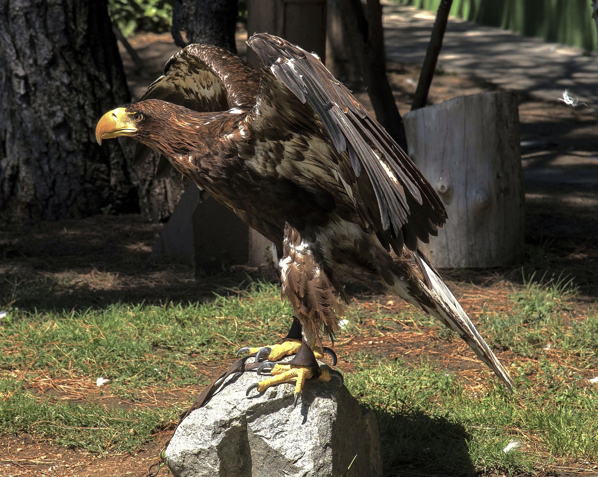 zoo di madrid - aquila