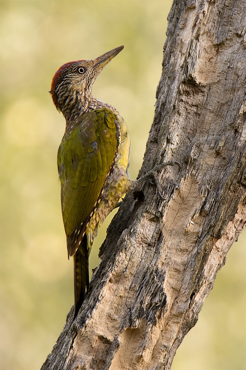 Toc Toc ... c'è nessuno ?