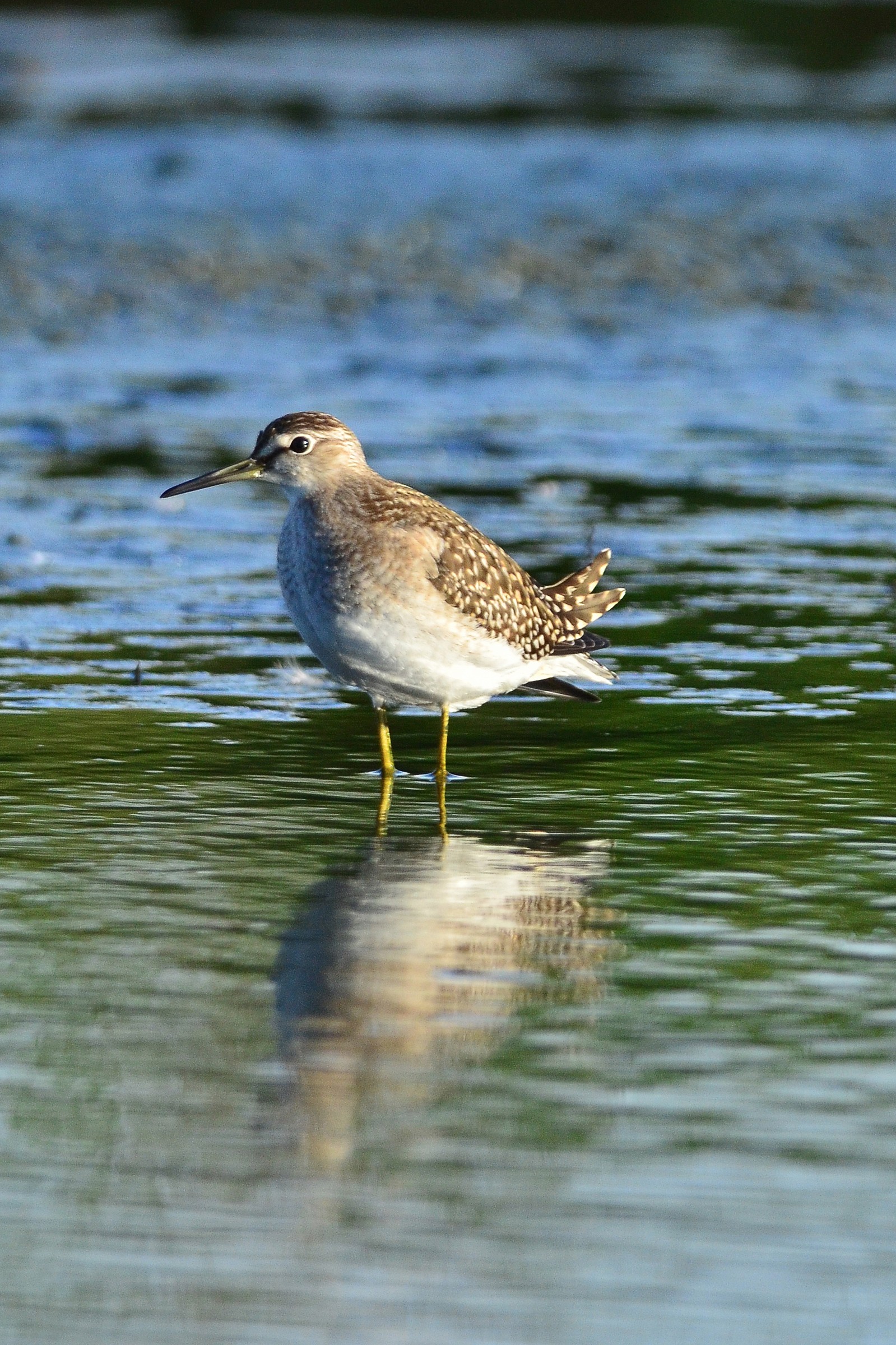 sandpiper