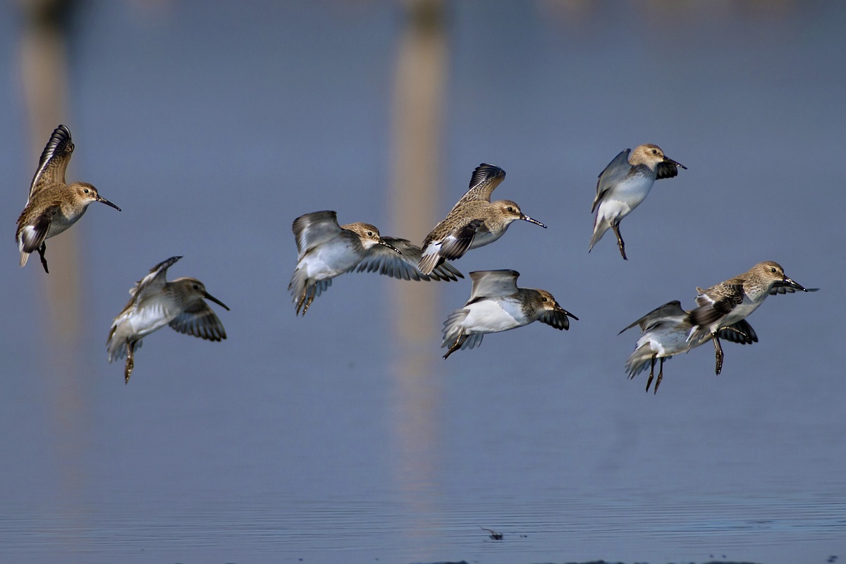 Dunlin in flight