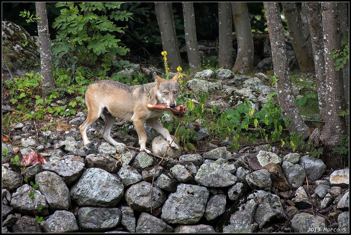 Wolf - Wolf and Wildlife Center men