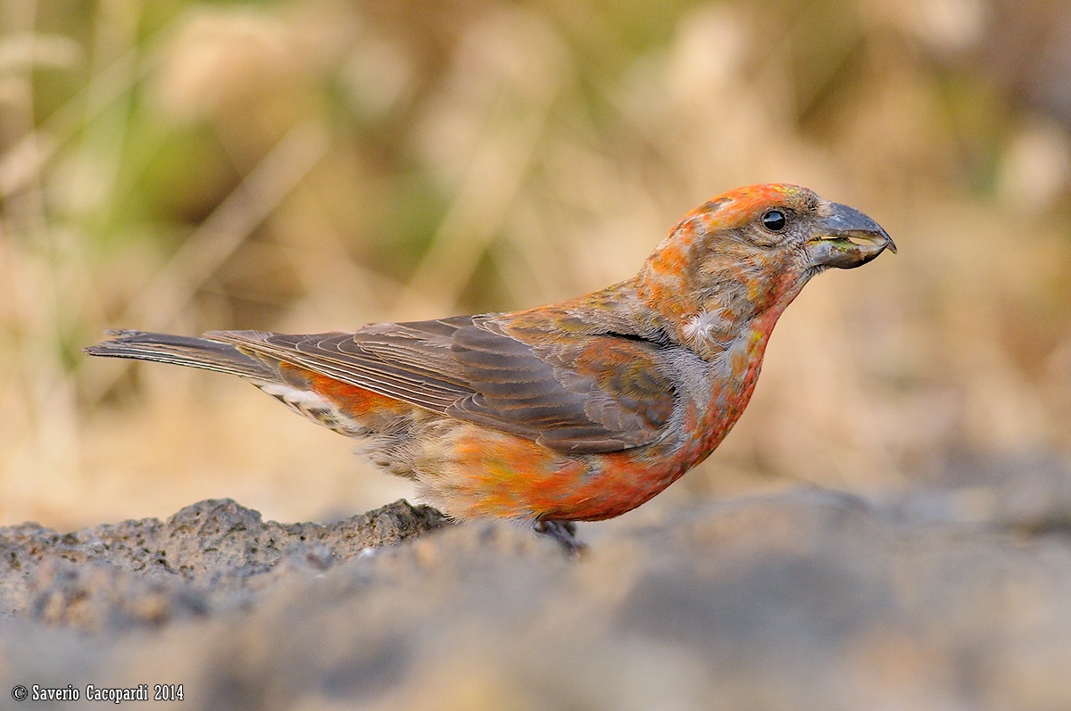 Crociere all'abbeverata