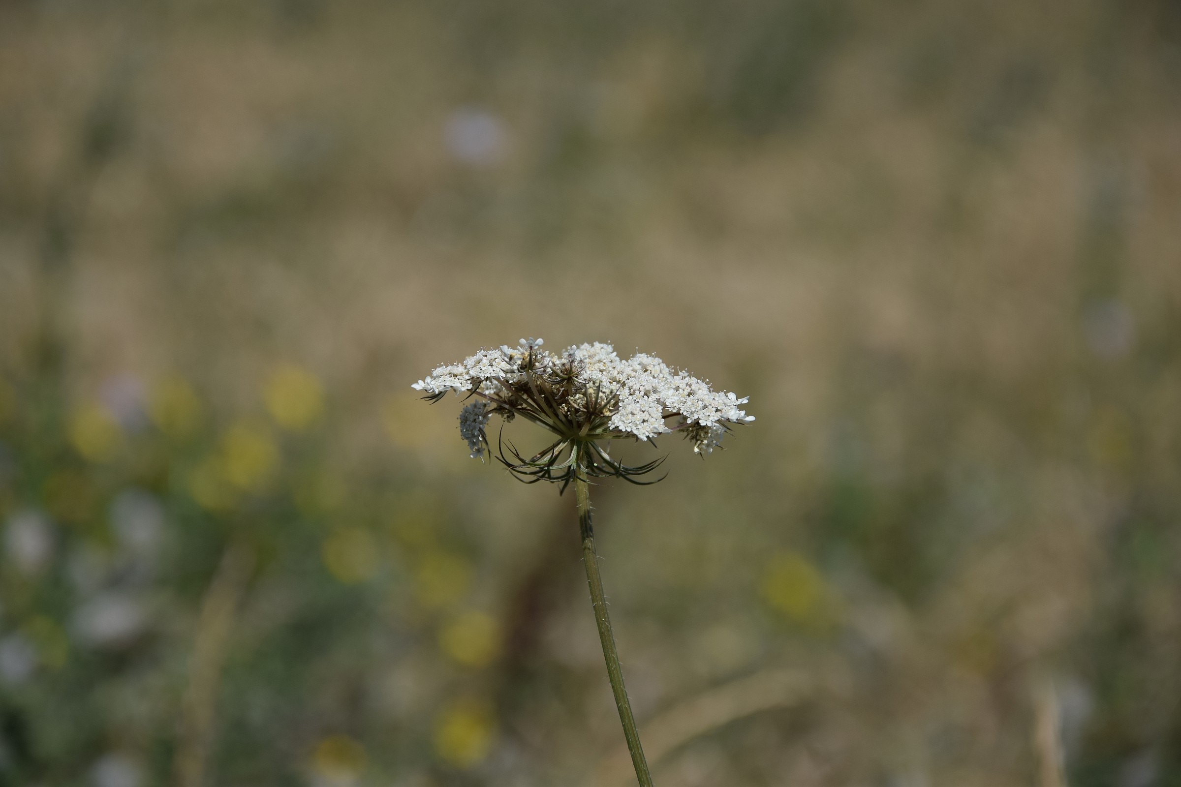 floral portraits novice