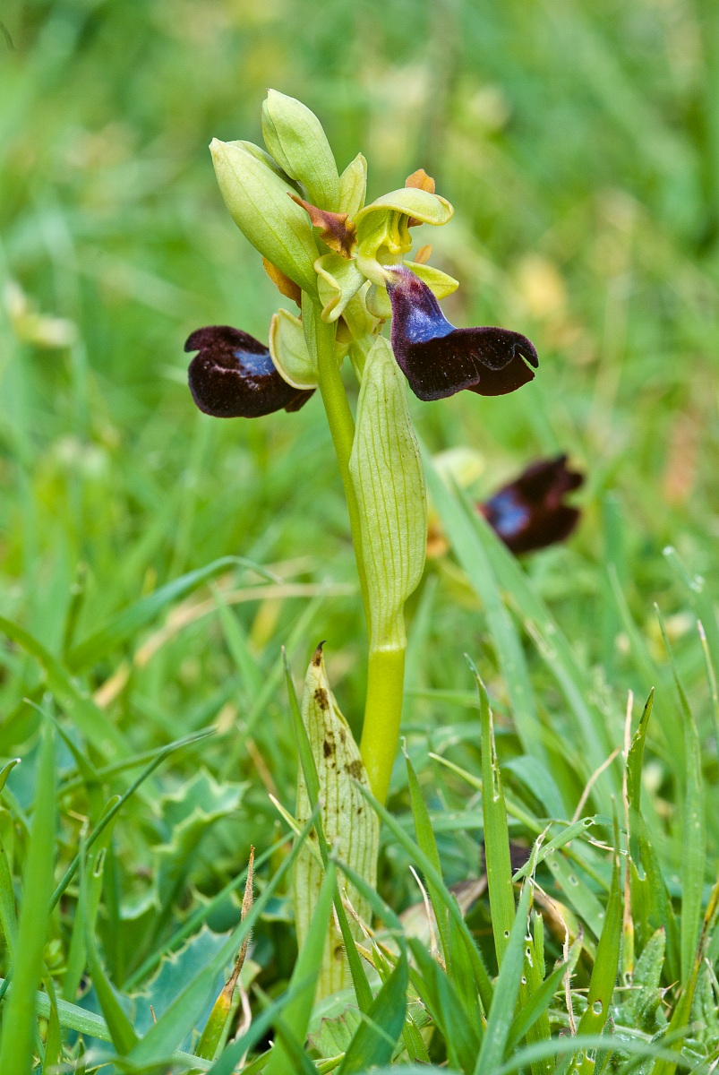 Ophrys atlantica