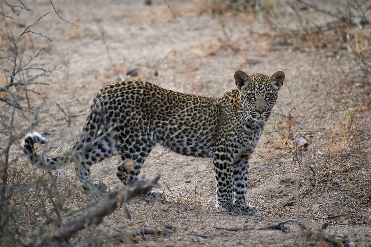 Leopardina in the morning