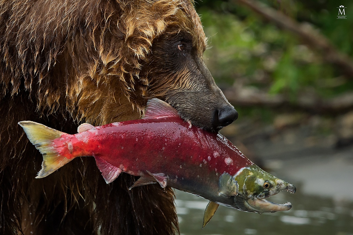 Ritratto del Salmone.