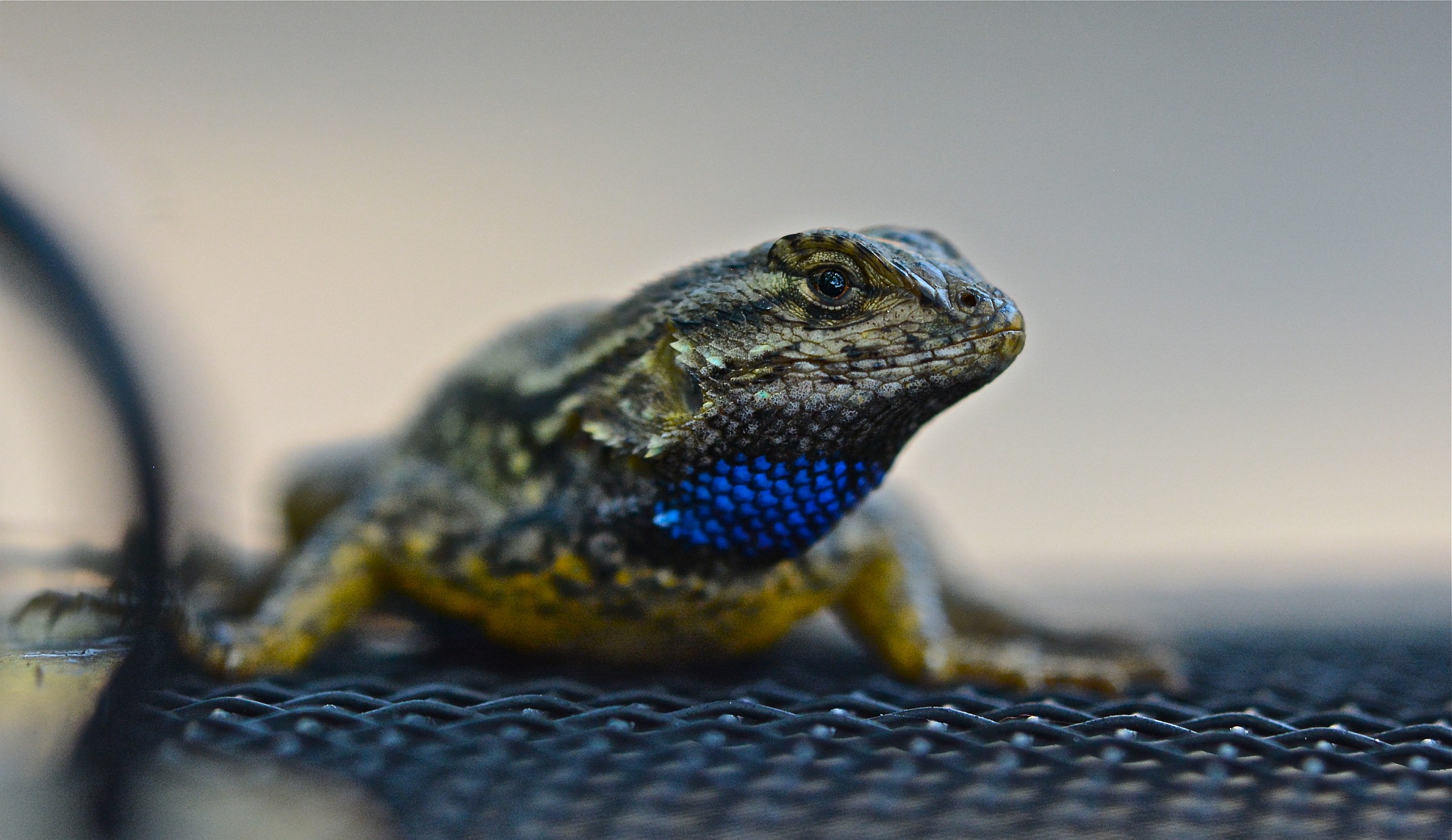 Belly blu o rete fissa occidentale lucertola