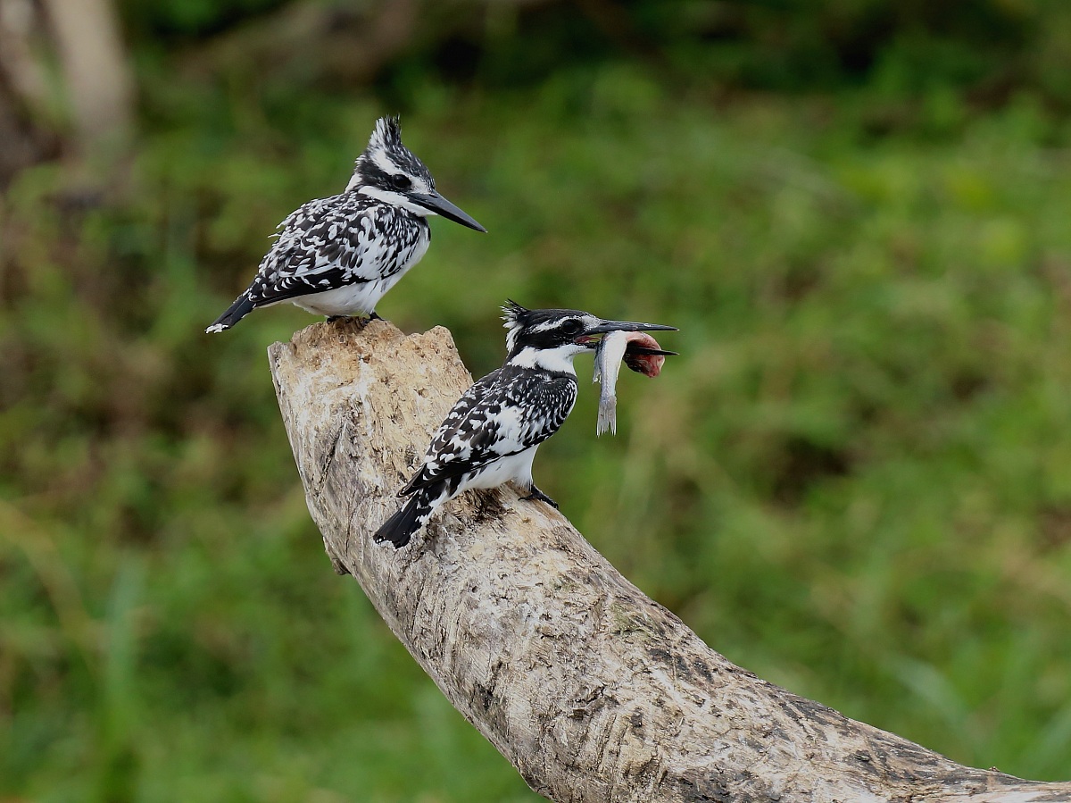 Pair of Kingfishers Black and White