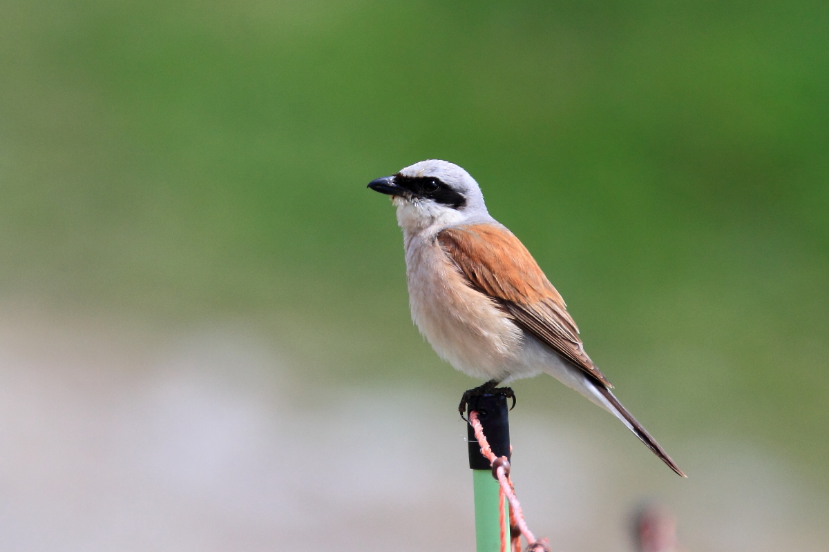 Lesser Grey Shrike