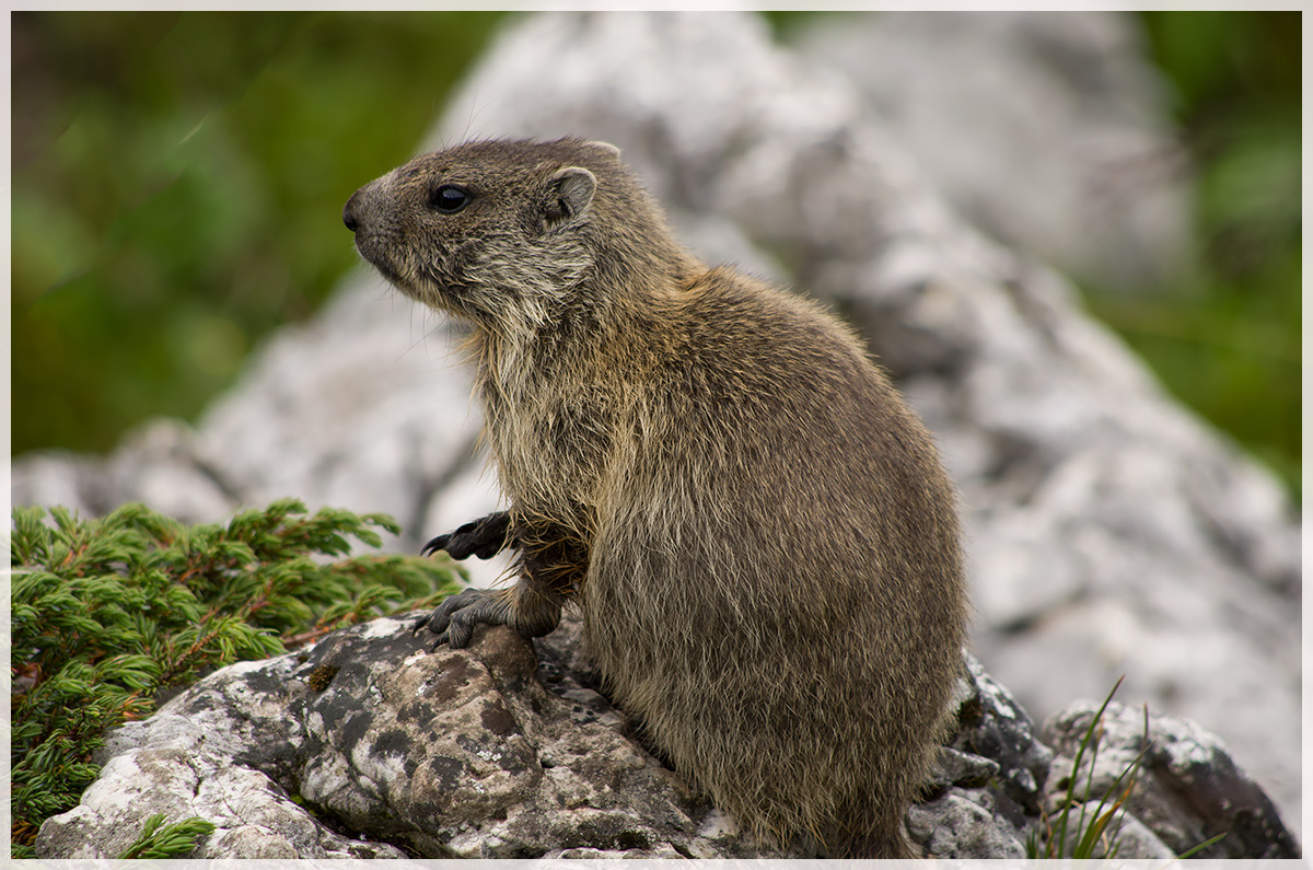 Marmot