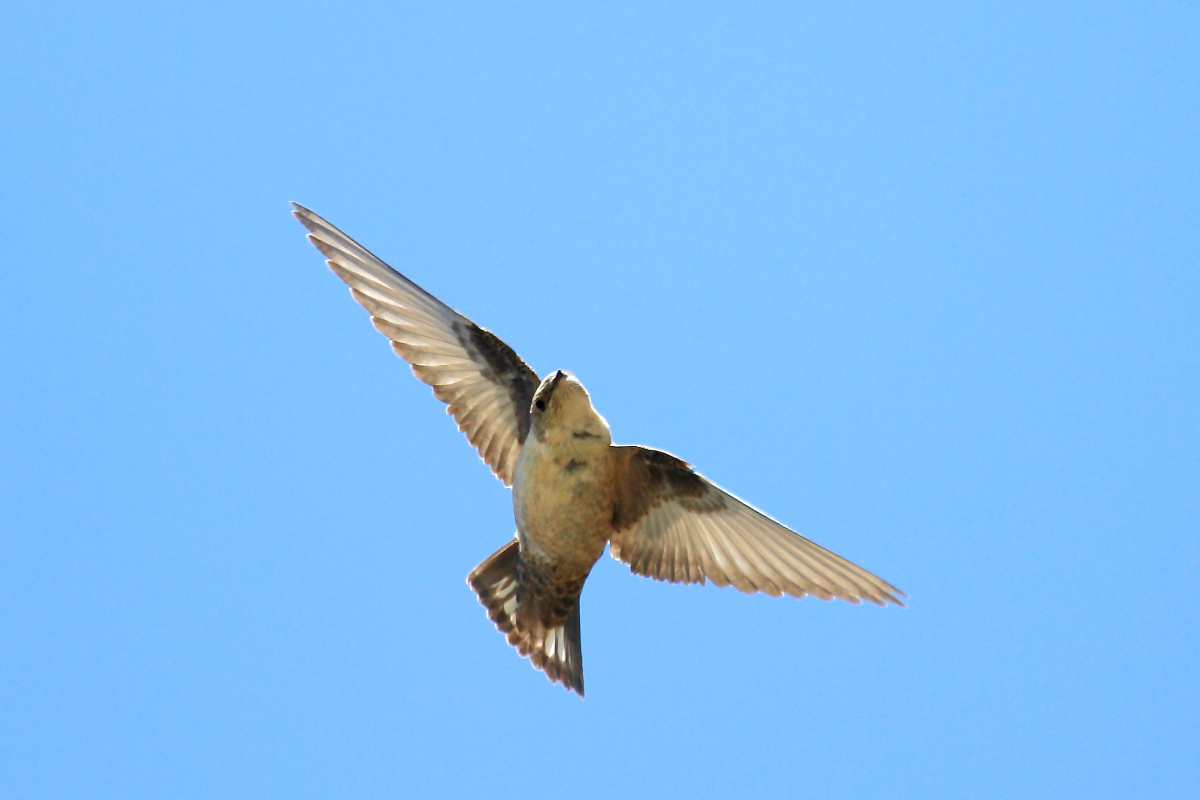 Swallow Mont. in heaven