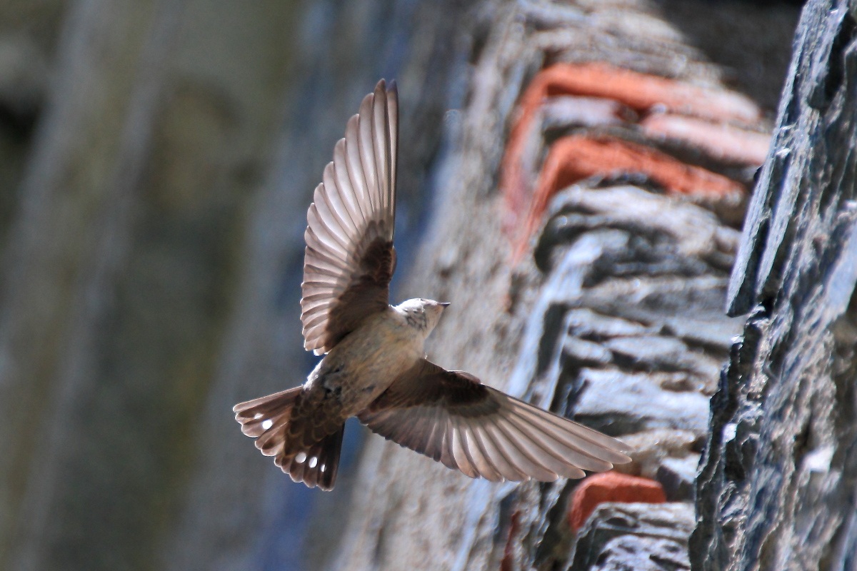 Swallow Mont. incoming