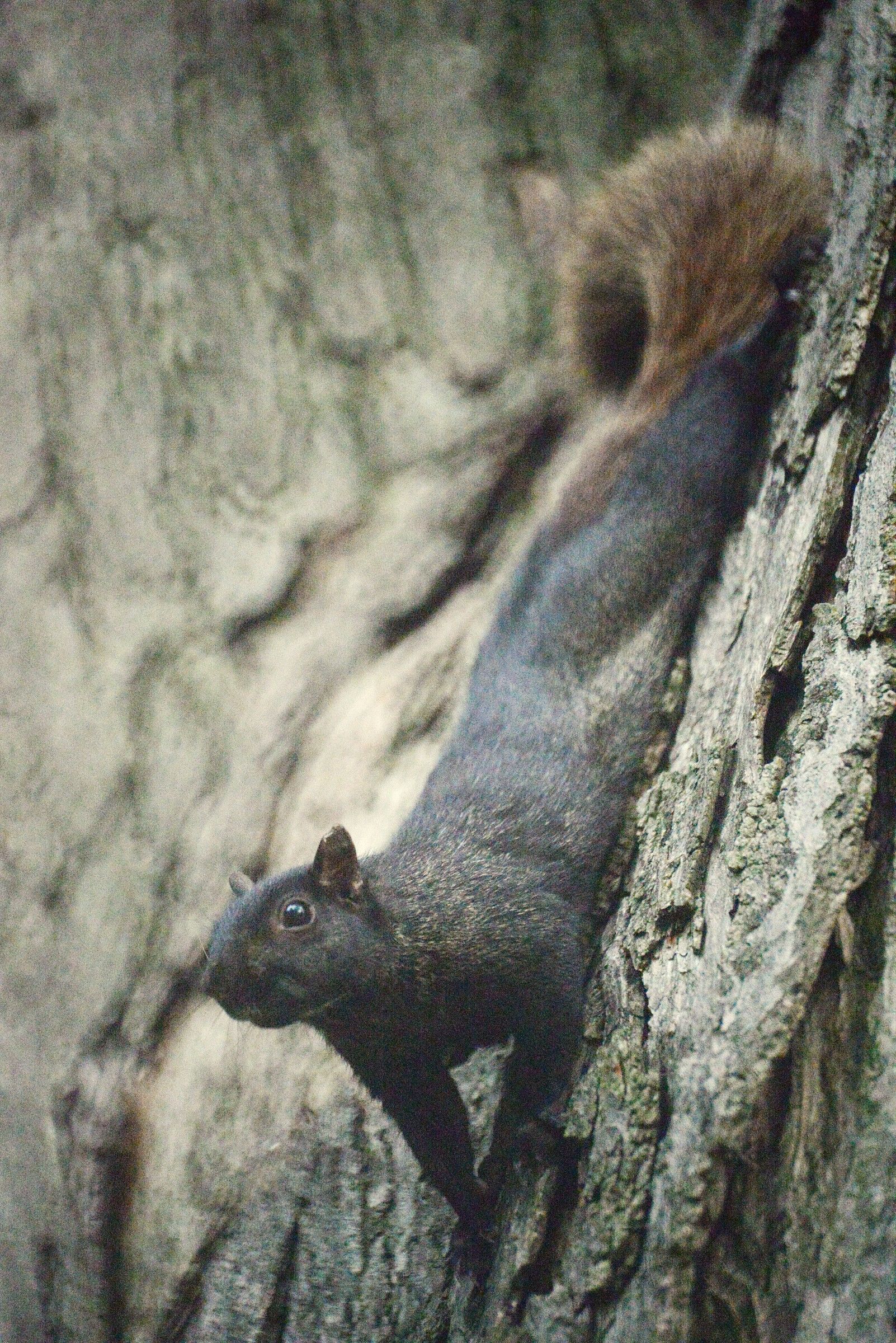 1-Dramma della fame in Queen's Park