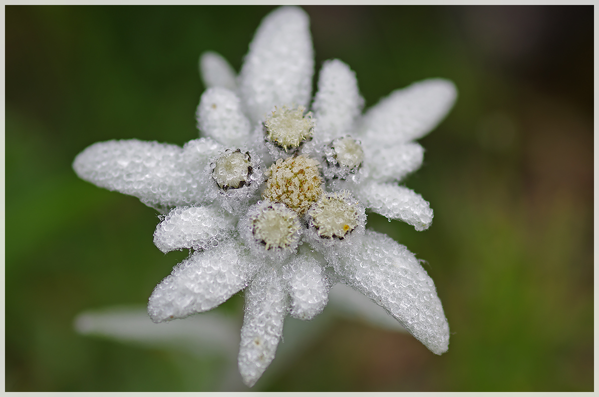 Edelweiss