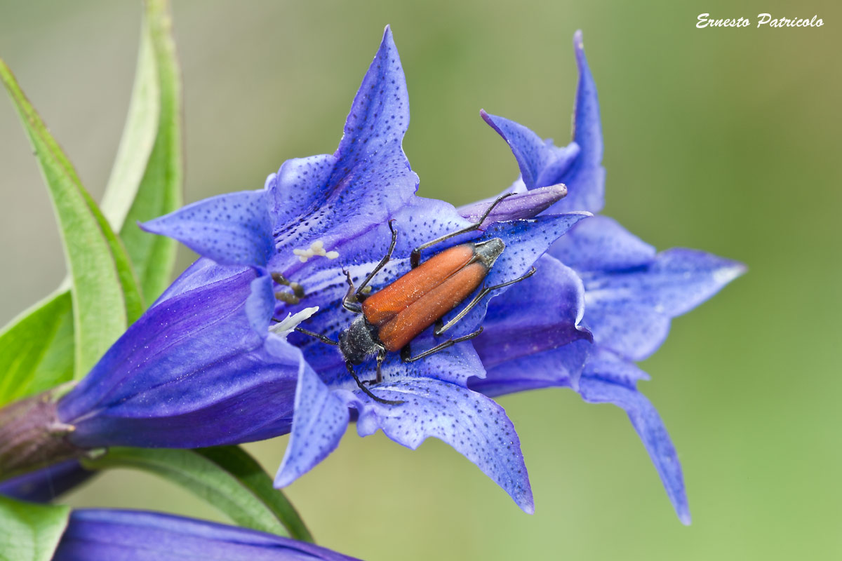 Anastrangalia dubia femmina su Gentiana asclepiadea
