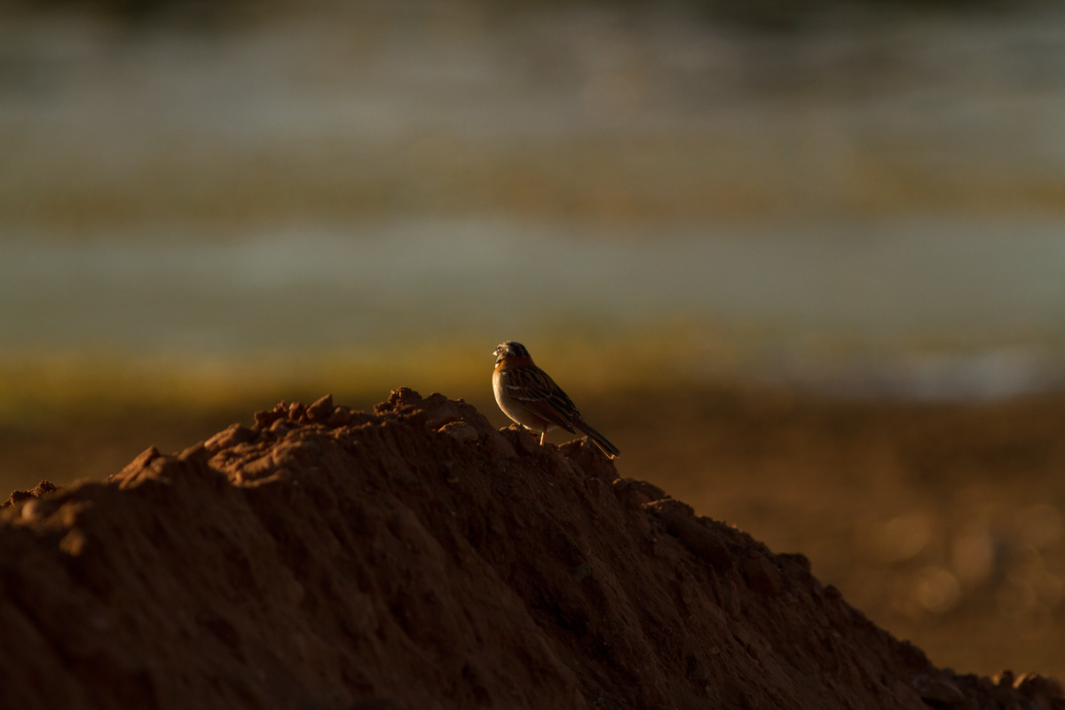 Sunrise on Lake Titicaca