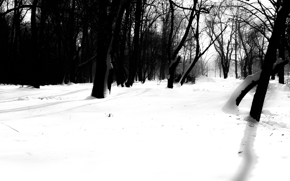 gli alberi e la neve