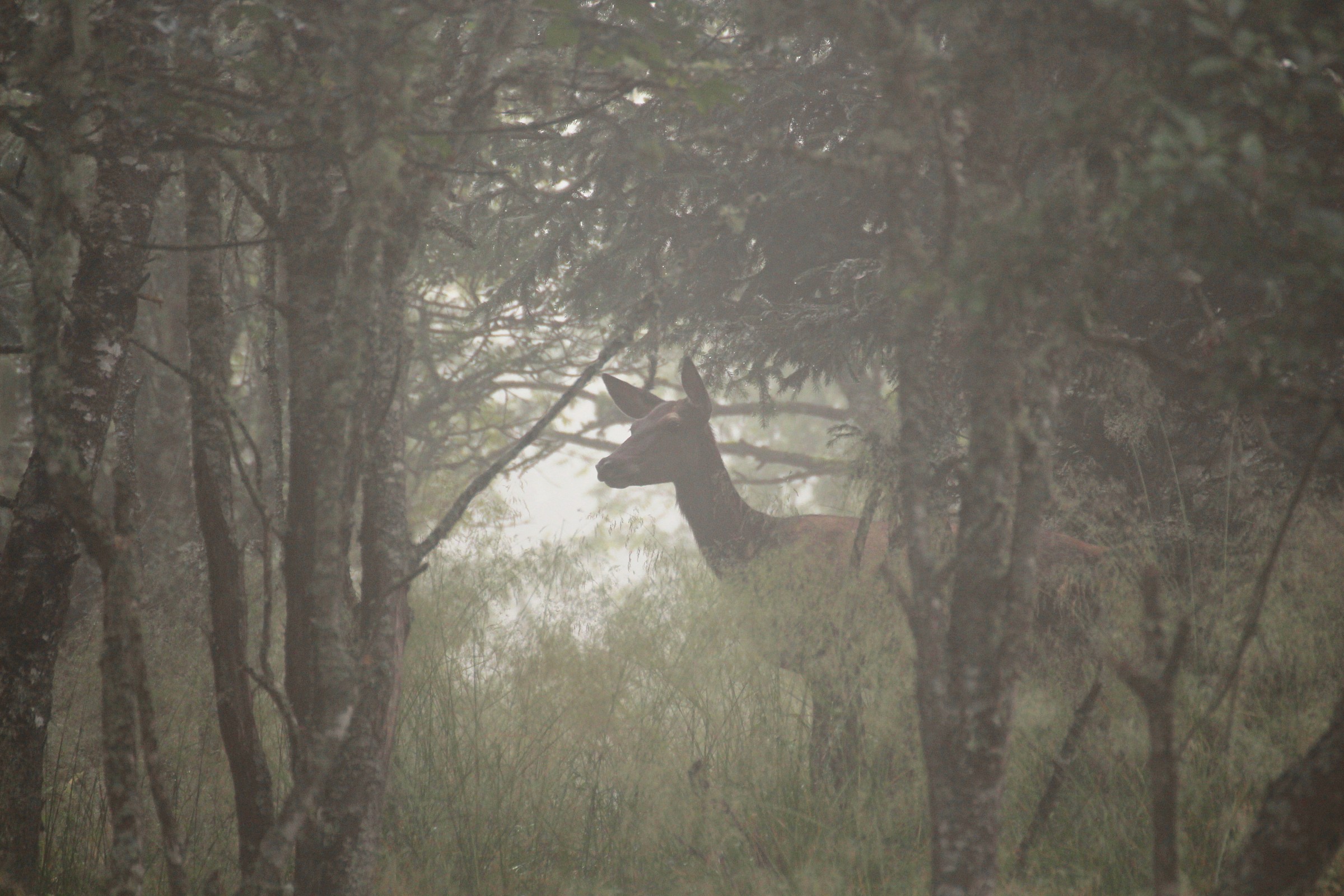Nascosto tra la nebbia