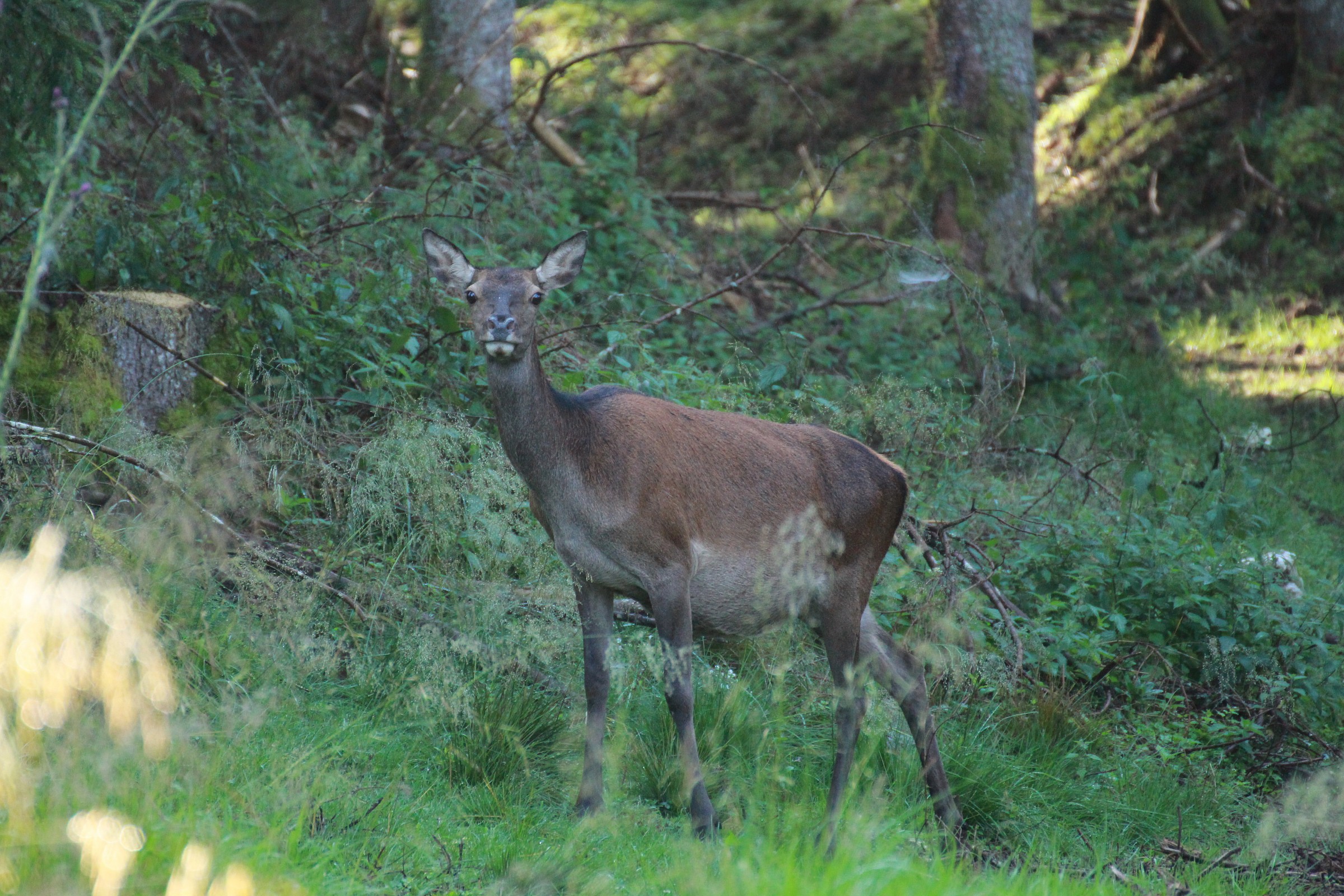 Quando spunta il sol