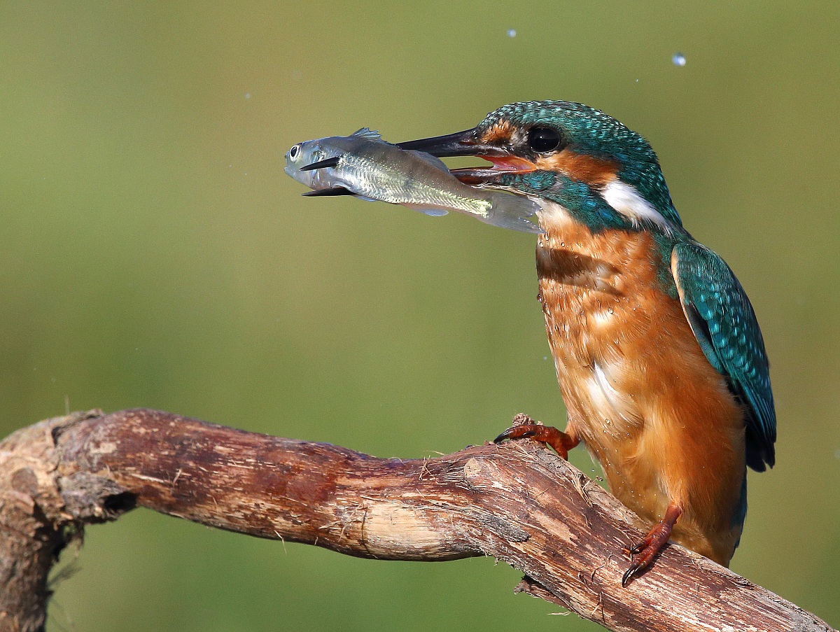 La spada della Martina