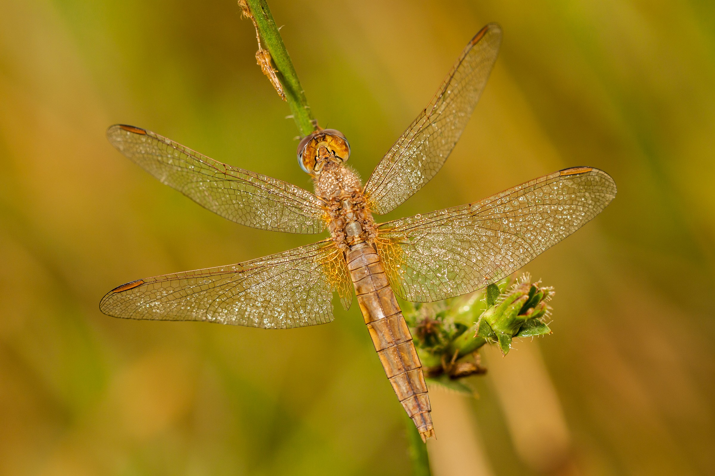 Crocothemis erythraea