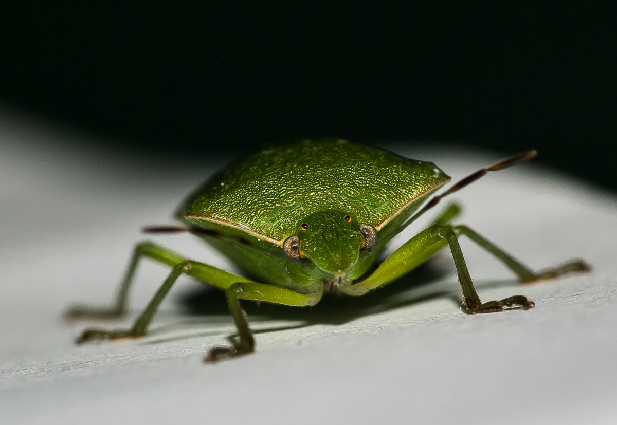 ommioddio una cimice!!!