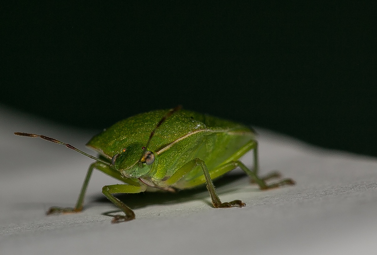 ommioddio una cimice!!!2