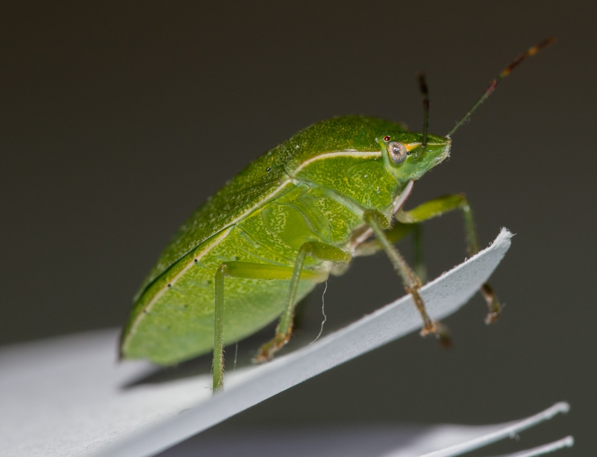 ommioddio una cimice!!!3