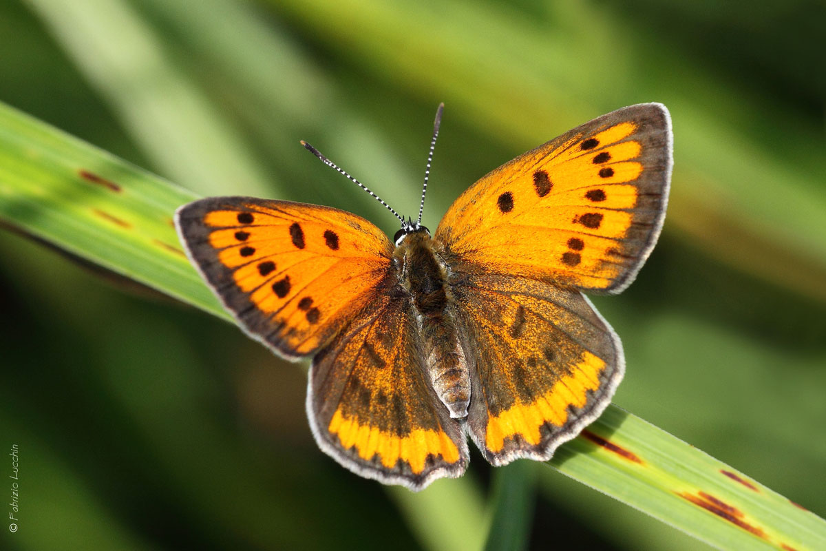 Lycaena dispar female