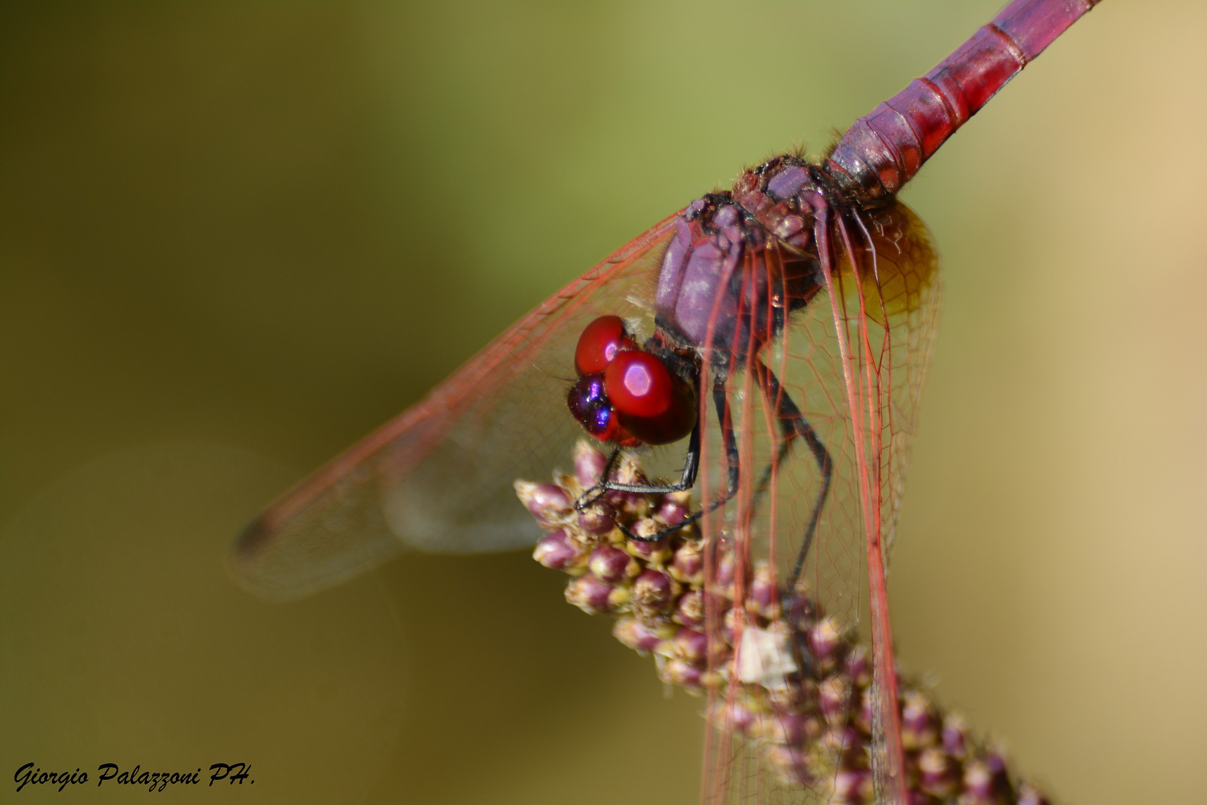 Libellula