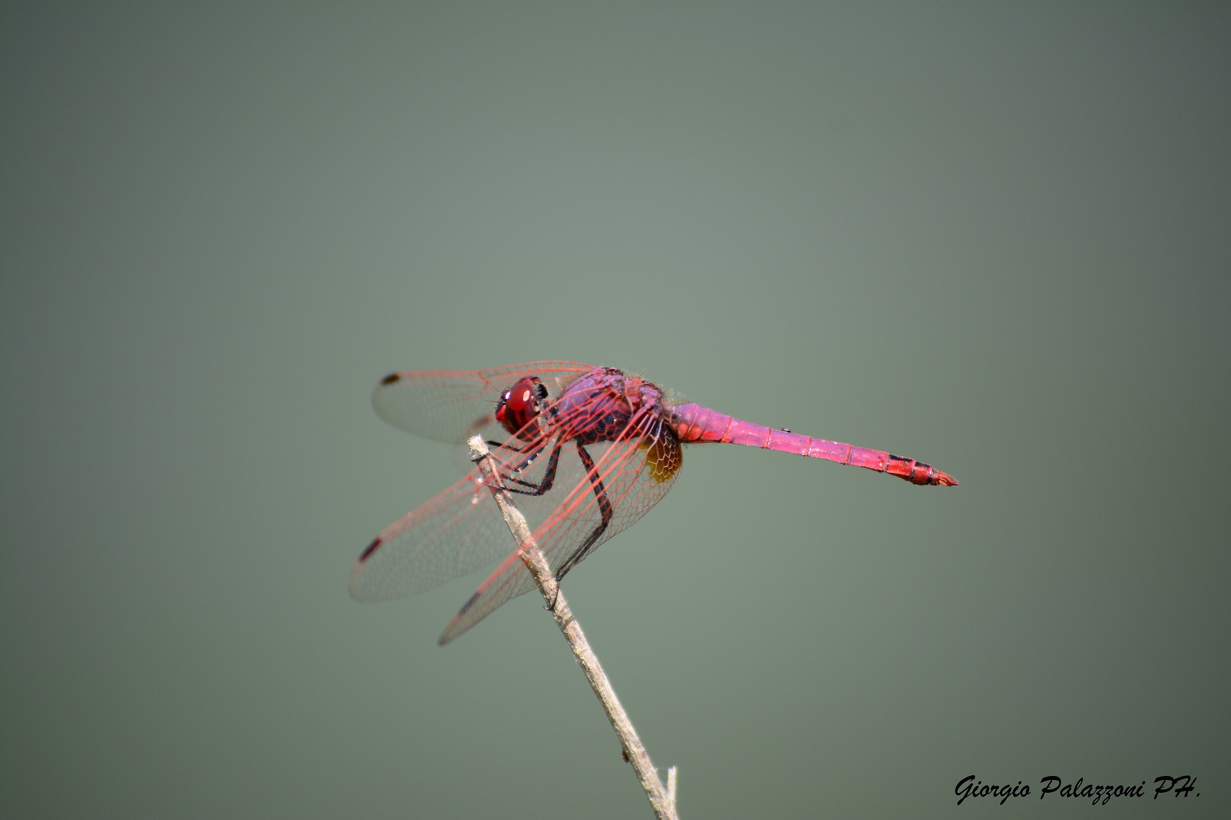 Atterraggio libellula