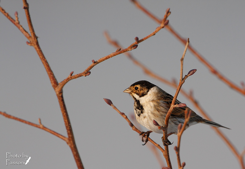 Migliarino di palude maschio!