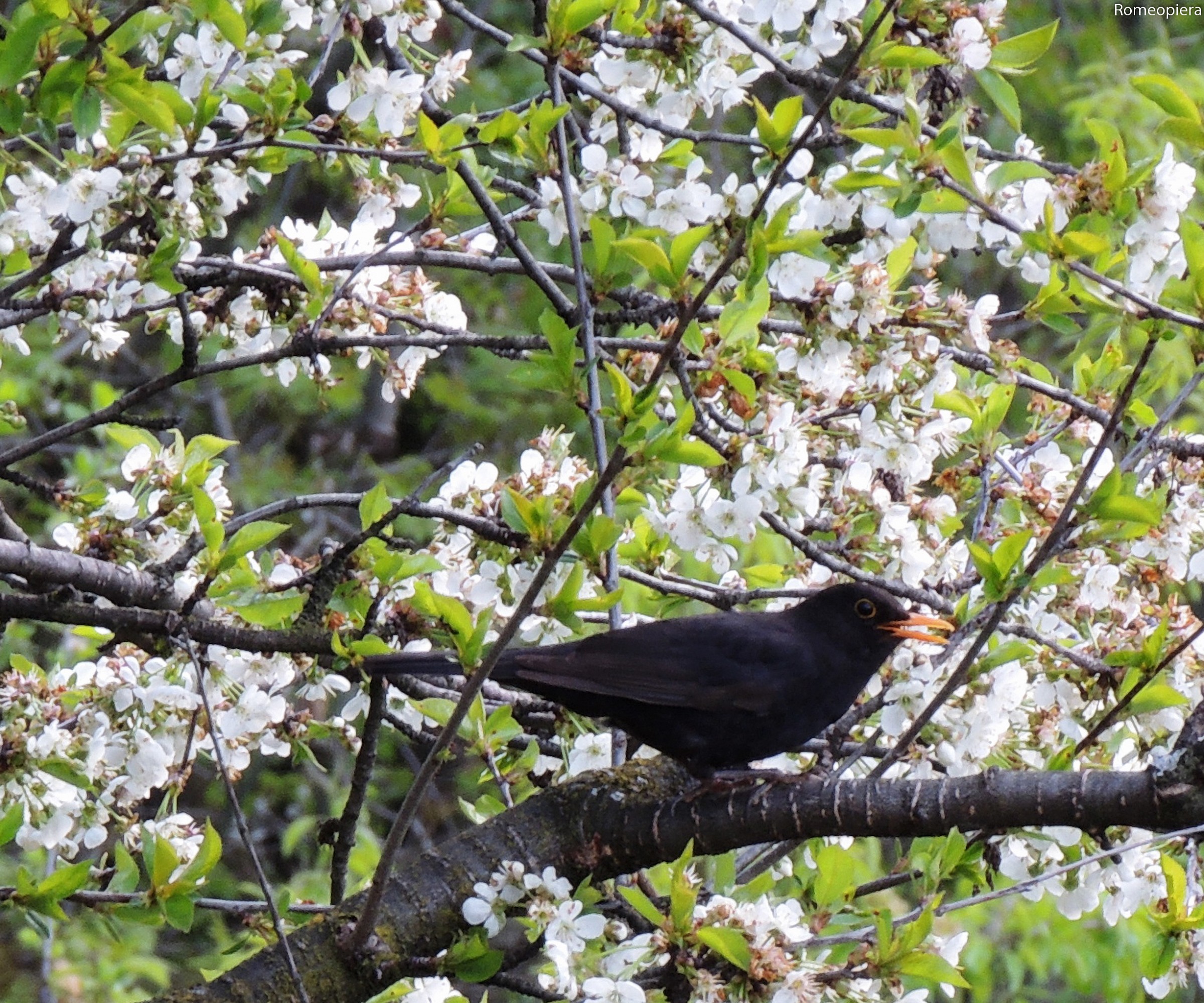 male blackbird