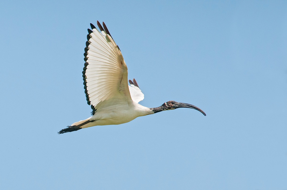 Il volo dell'Ibis
