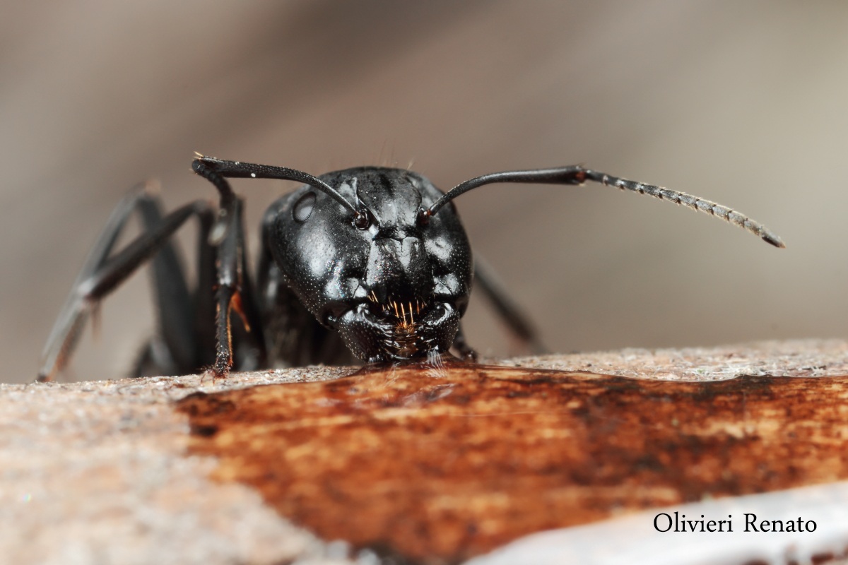 Here come the monsters