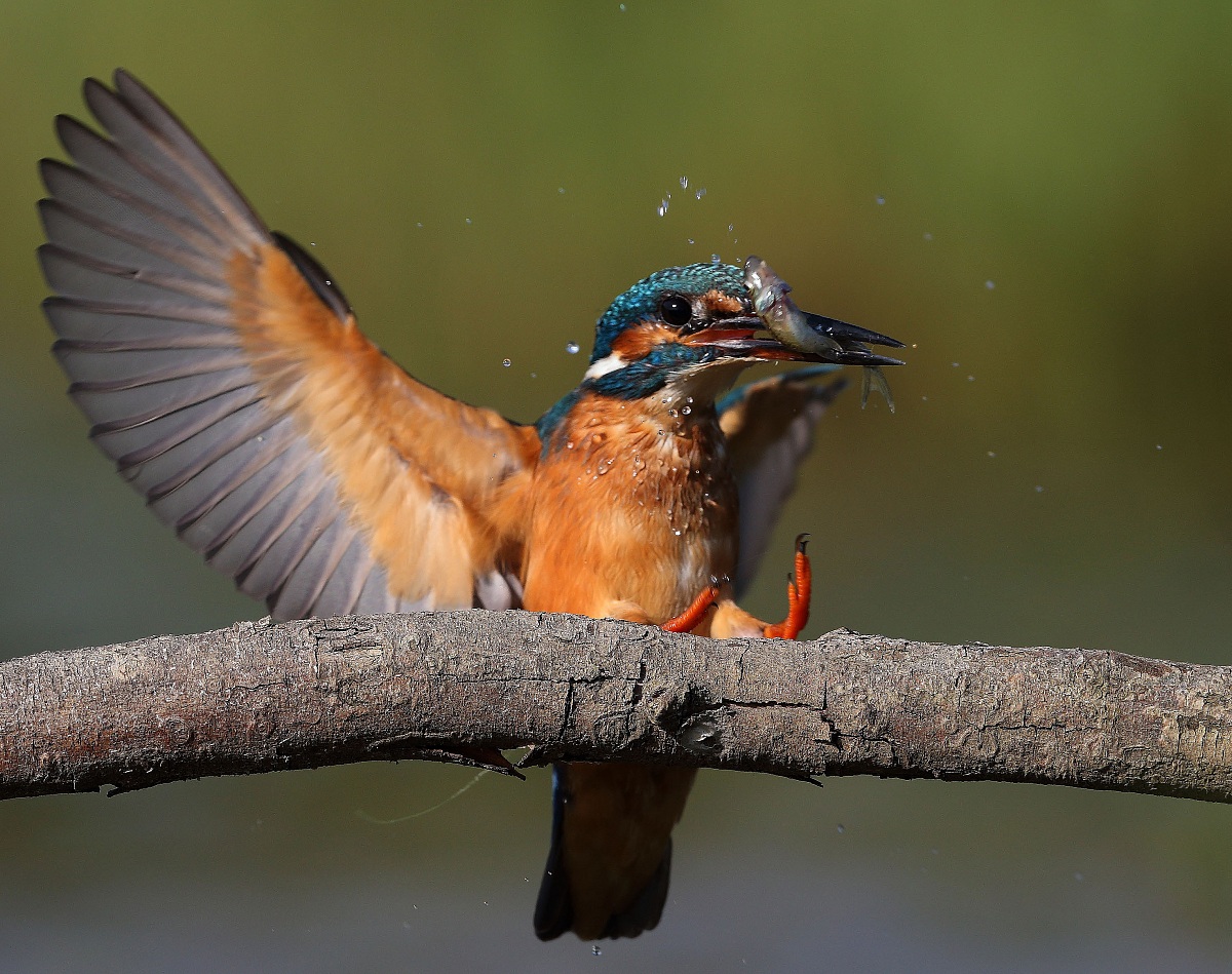 Atteraggio con la preda