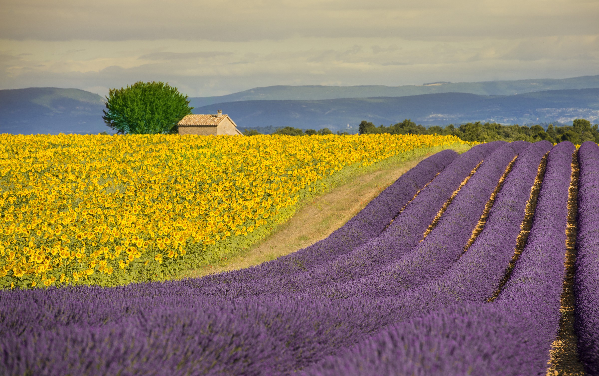 Lavender and Sunflowers