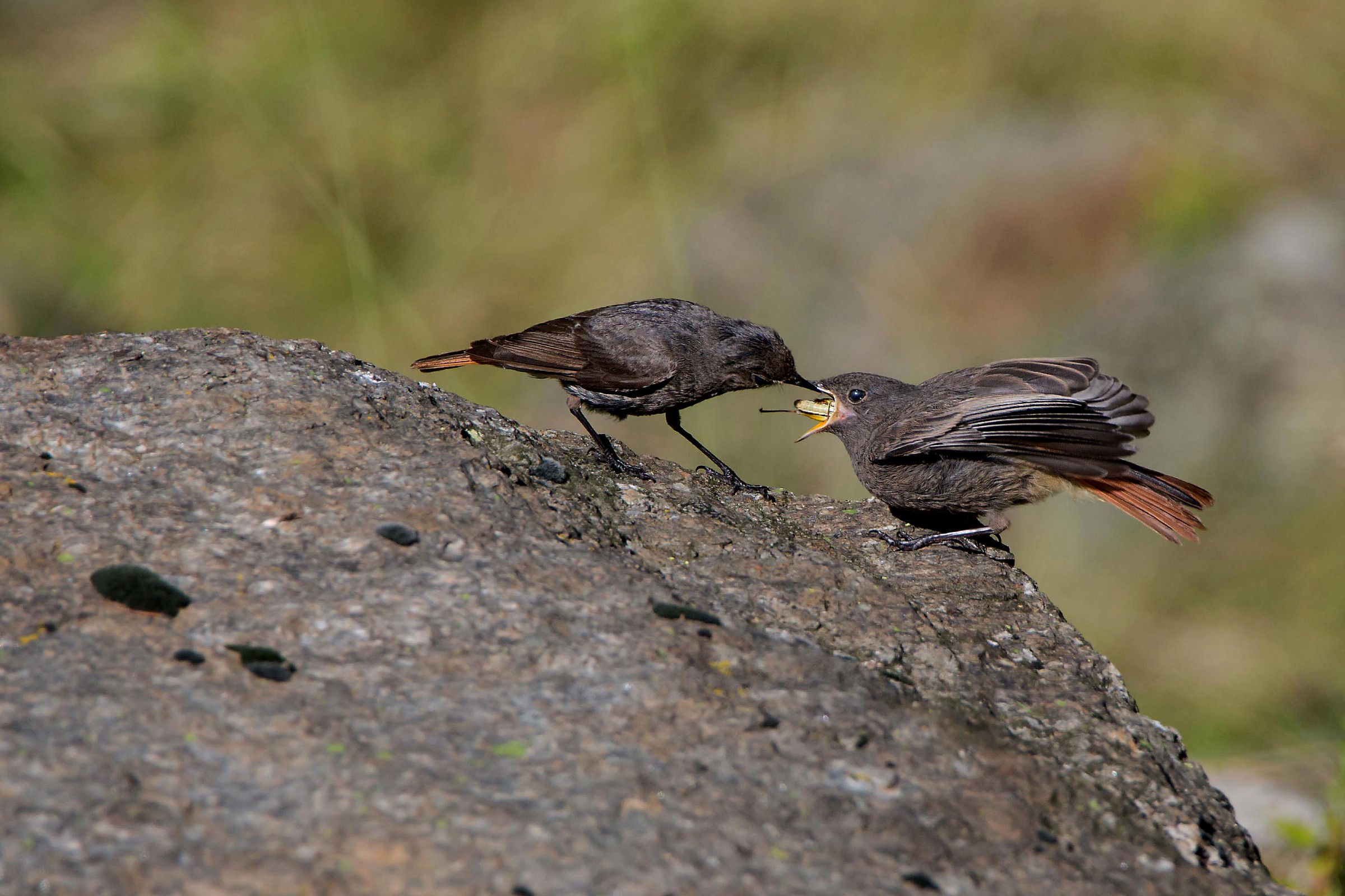 l'imbeccata dello spazzacamino