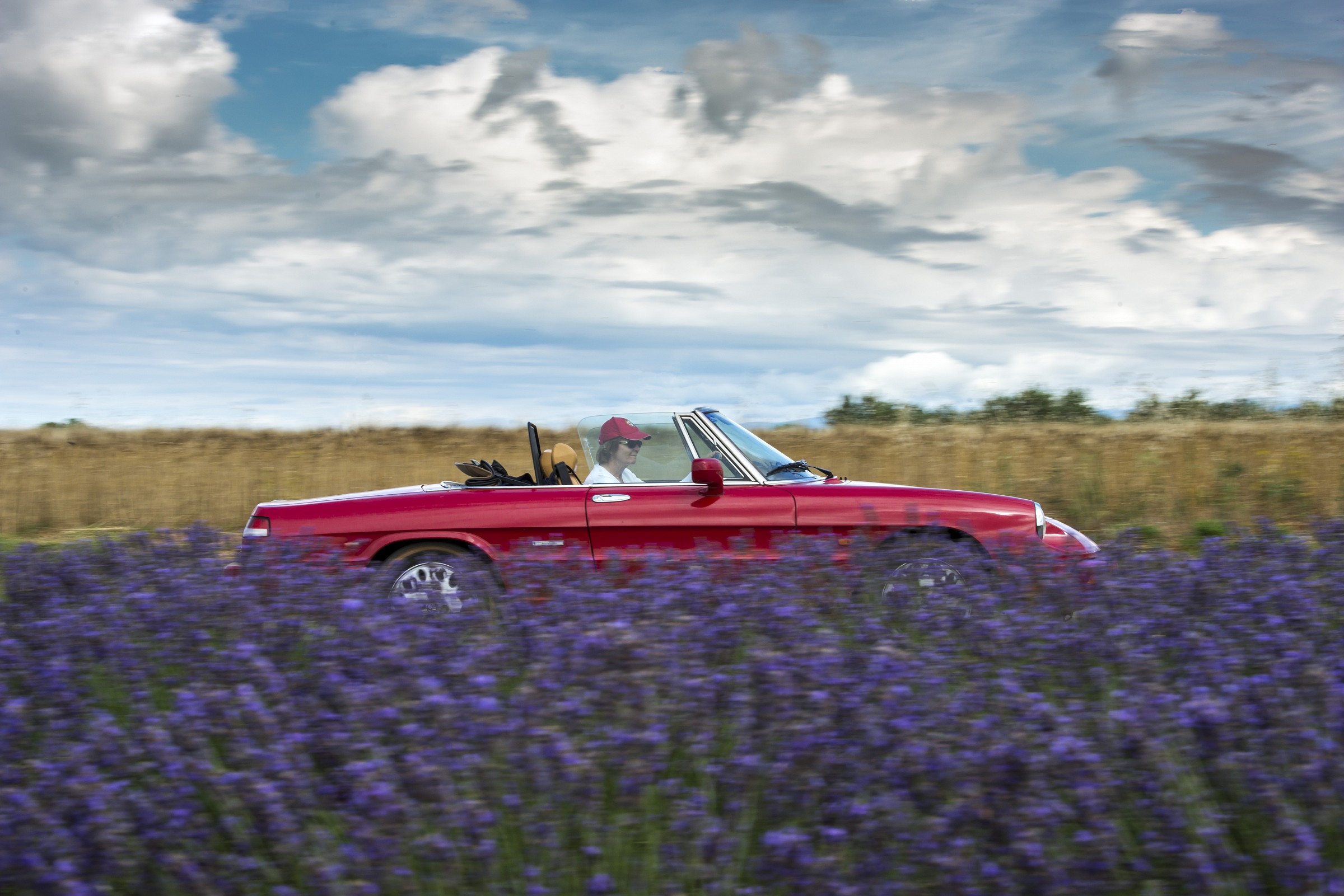 Darting between the lavender