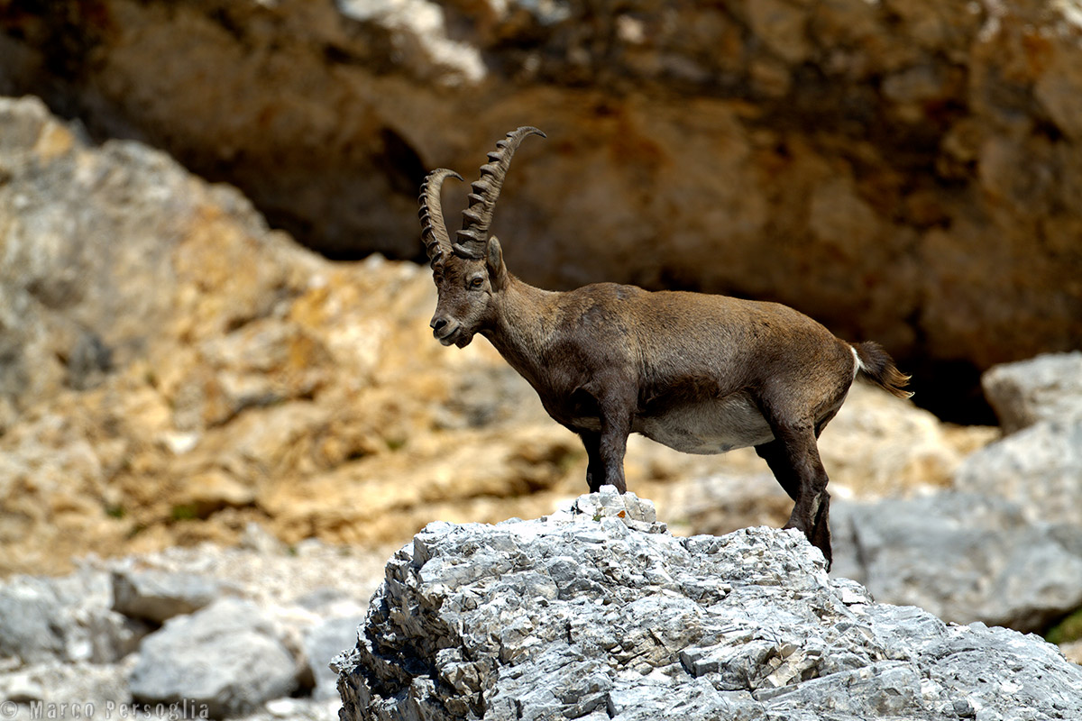 Ibex
